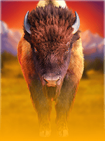 Buffalo Wilds-bg