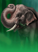 Wild Orient