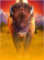 Buffalo Wilds